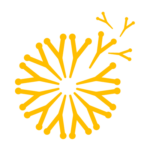 Dandelion_iso